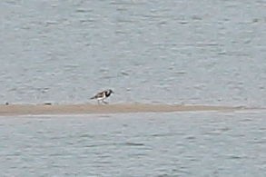 Ruddy Turnstone - ML637817095