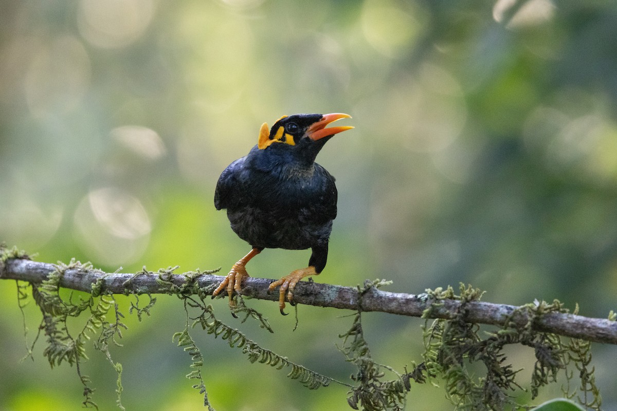 Southern Hill Myna - ML637817145