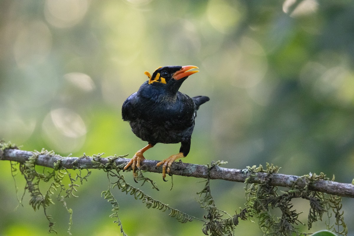Southern Hill Myna - ML637817146