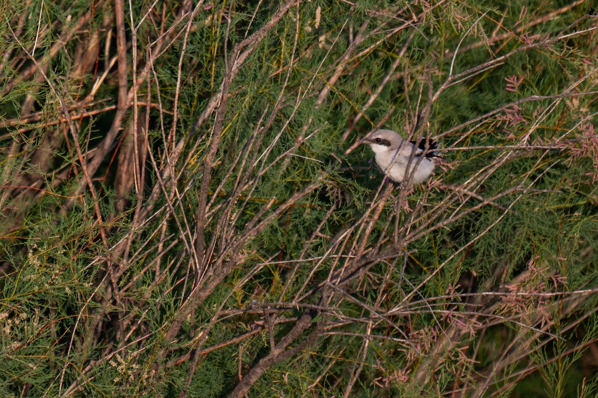 Loggerhead Shrike - ML637817193