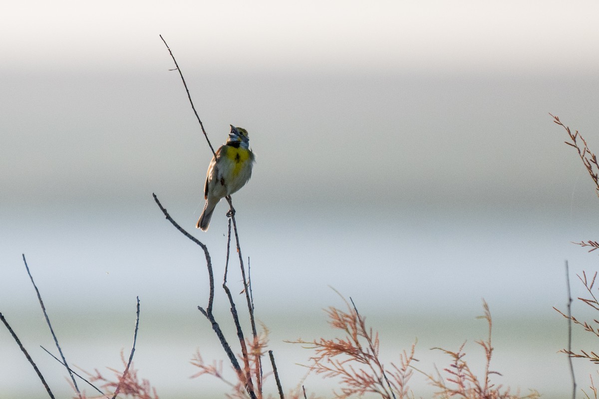Dickcissel - ML637817195