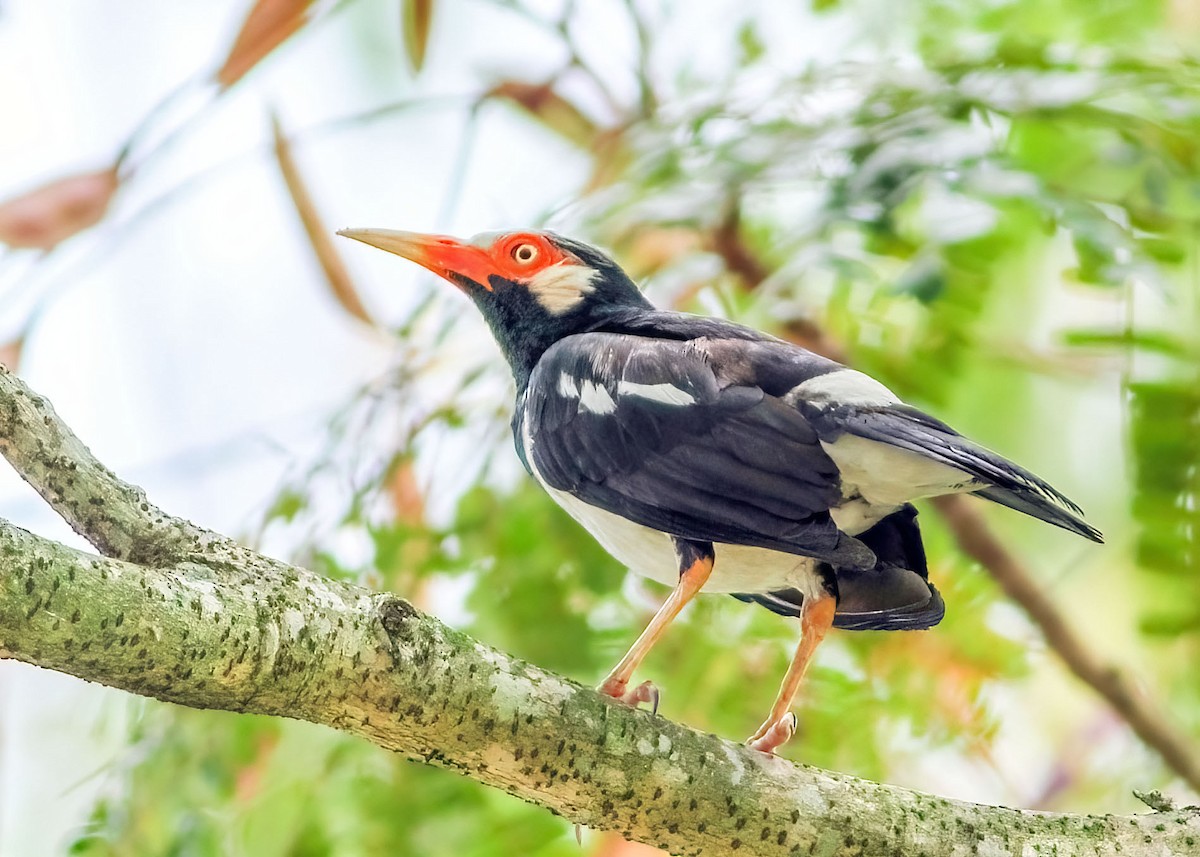 Siamese Pied Starling - ML637817202