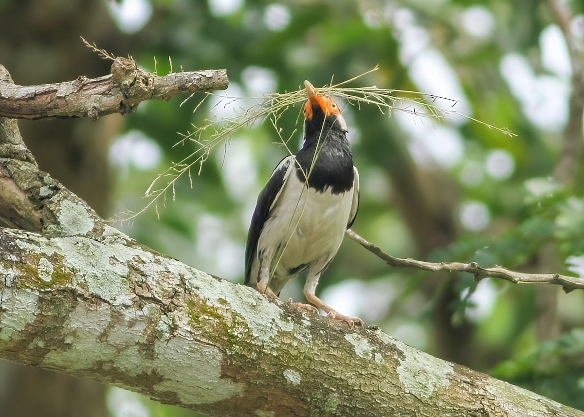 Siamese Pied Starling - ML637817203