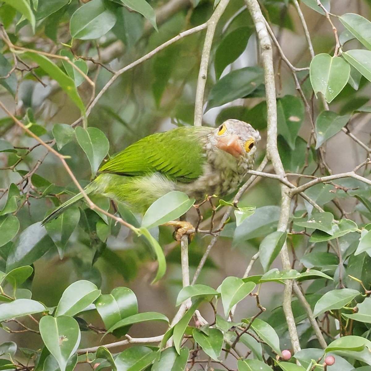 Lineated Barbet - ML637817225