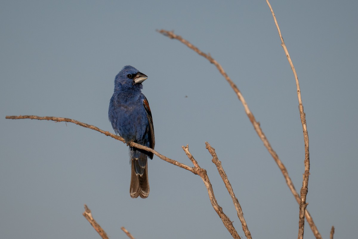 Blue Grosbeak - ML637817230