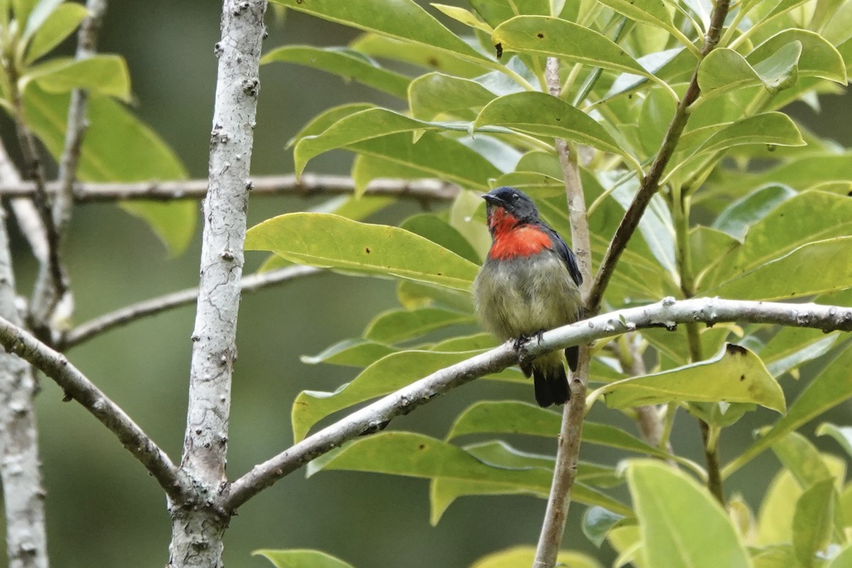Black-sided Flowerpecker - ML637817268