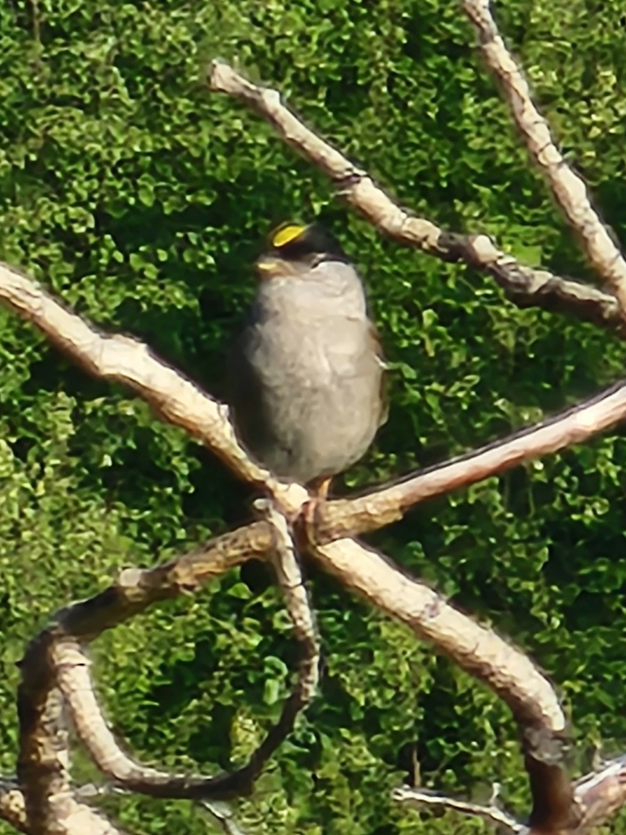 Golden-crowned Sparrow - ML637817364