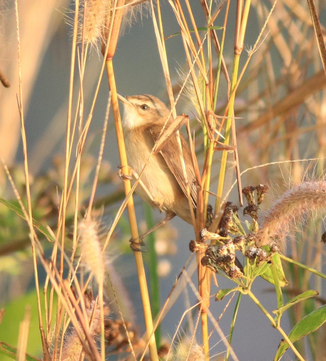 Paddyfield Warbler - ML637817396