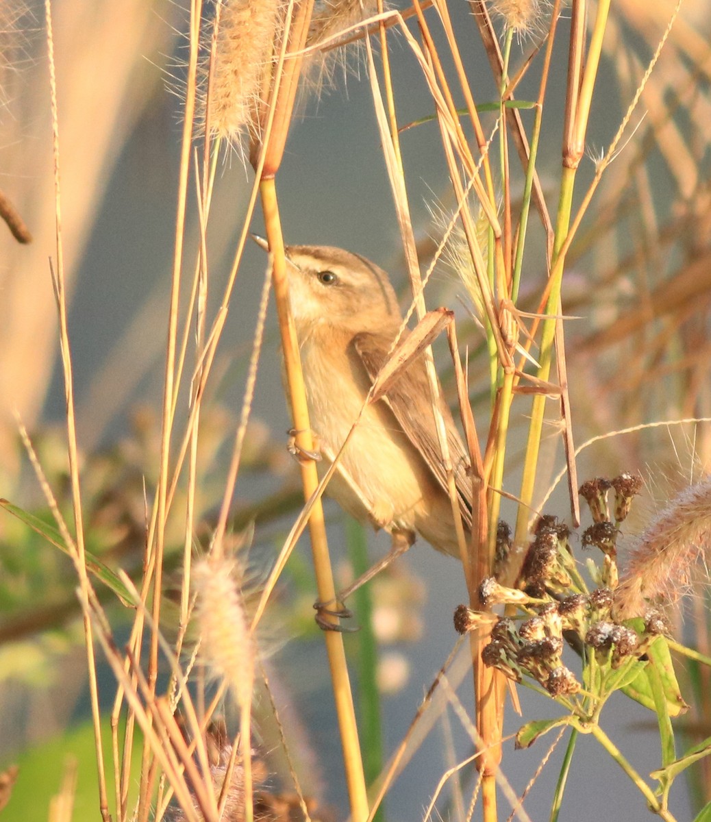 Paddyfield Warbler - ML637817397