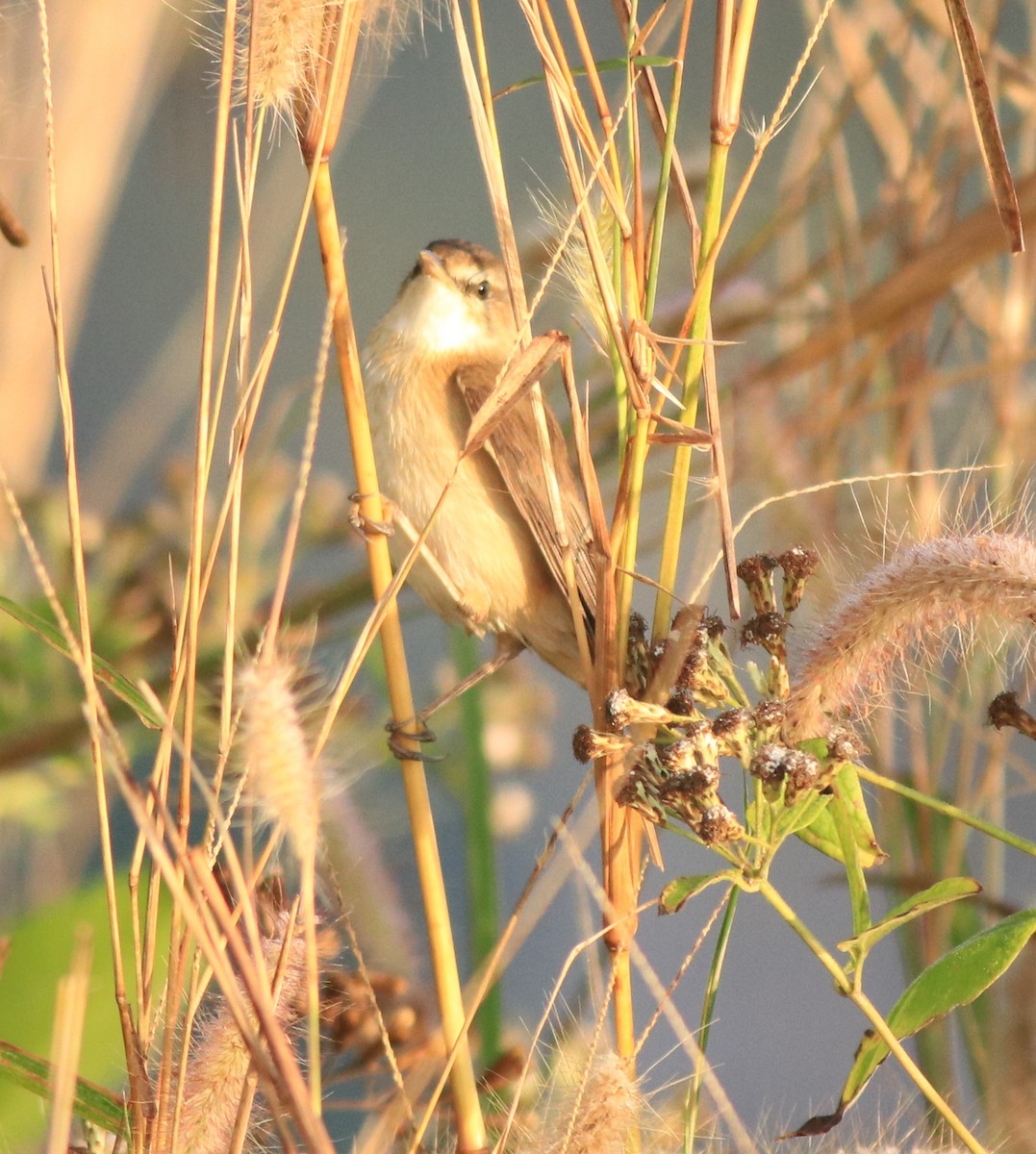 Paddyfield Warbler - ML637817399