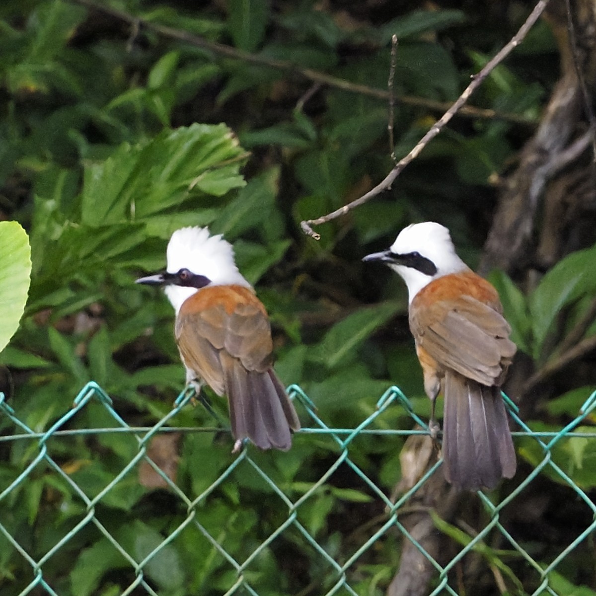 White-crested Laughingthrush - ML637817416