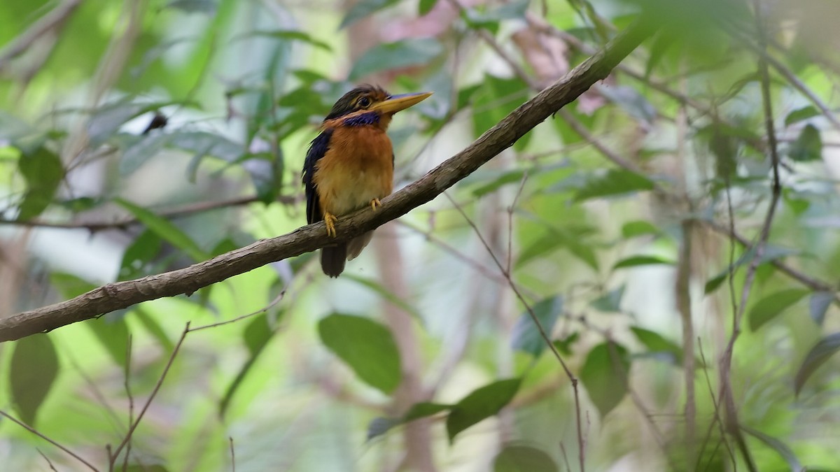 Rufous-collared Kingfisher - ML637817427