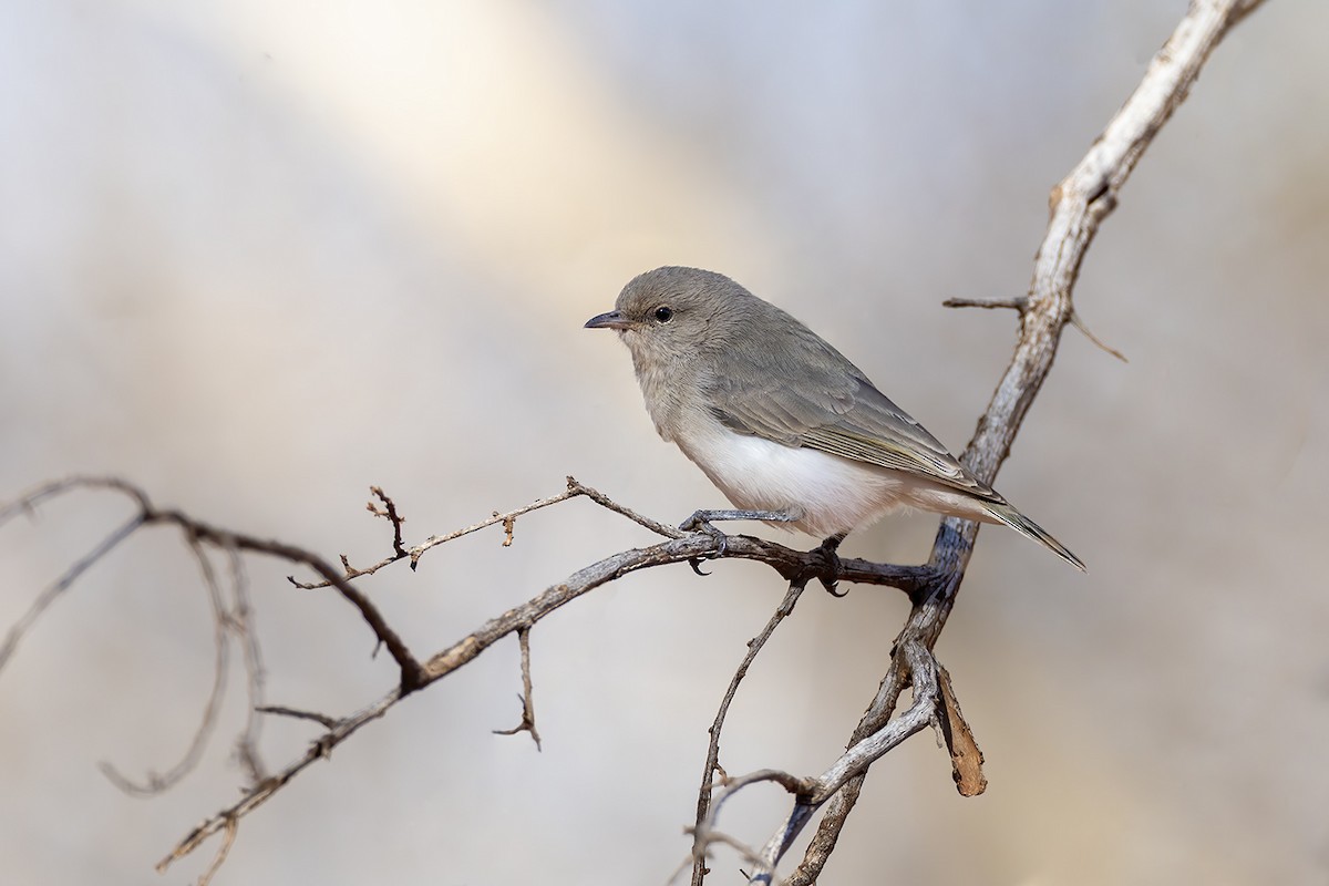 Gray Honeyeater - ML637817491