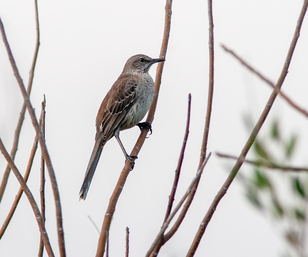 Bahama Mockingbird - ML637817507