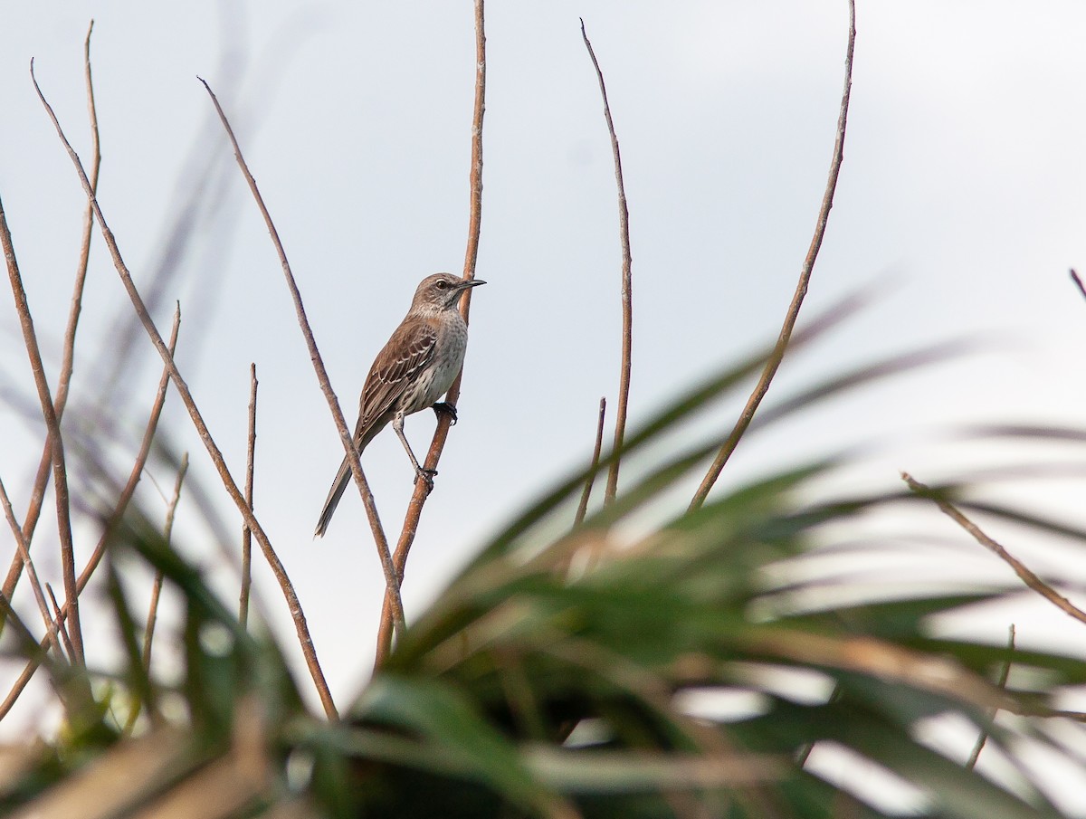 Bahama Mockingbird - ML637817509