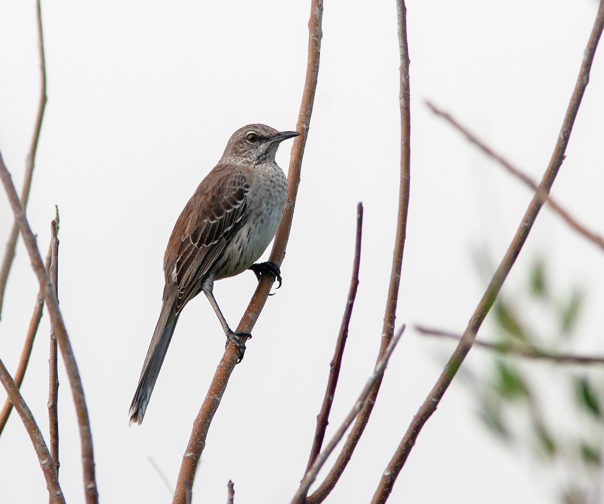 Bahama Mockingbird - ML637817510