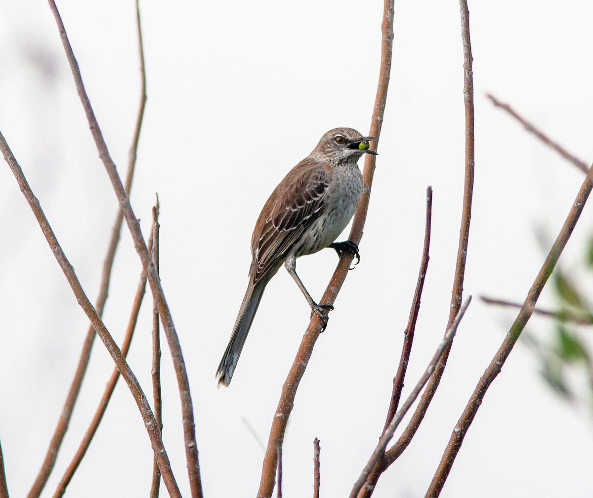 Bahama Mockingbird - ML637817512