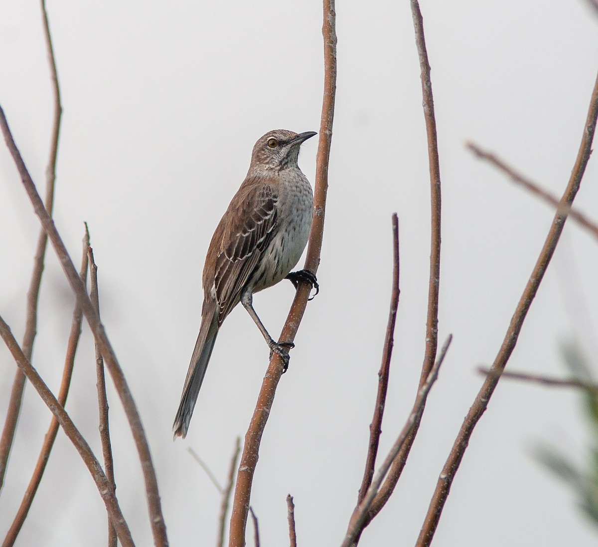 Bahama Mockingbird - ML637817513