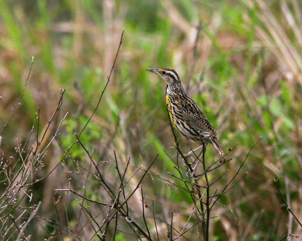Eastern Meadowlark (Cuban) - ML637817532