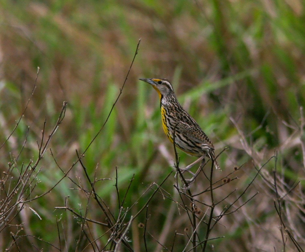 Eastern Meadowlark (Cuban) - ML637817536