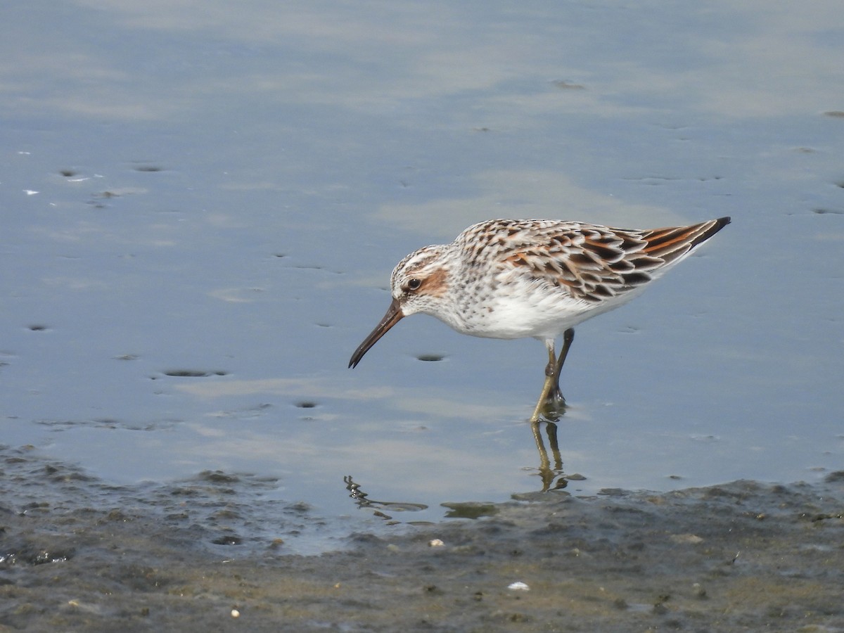 Broad-billed Sandpiper - ML637817537