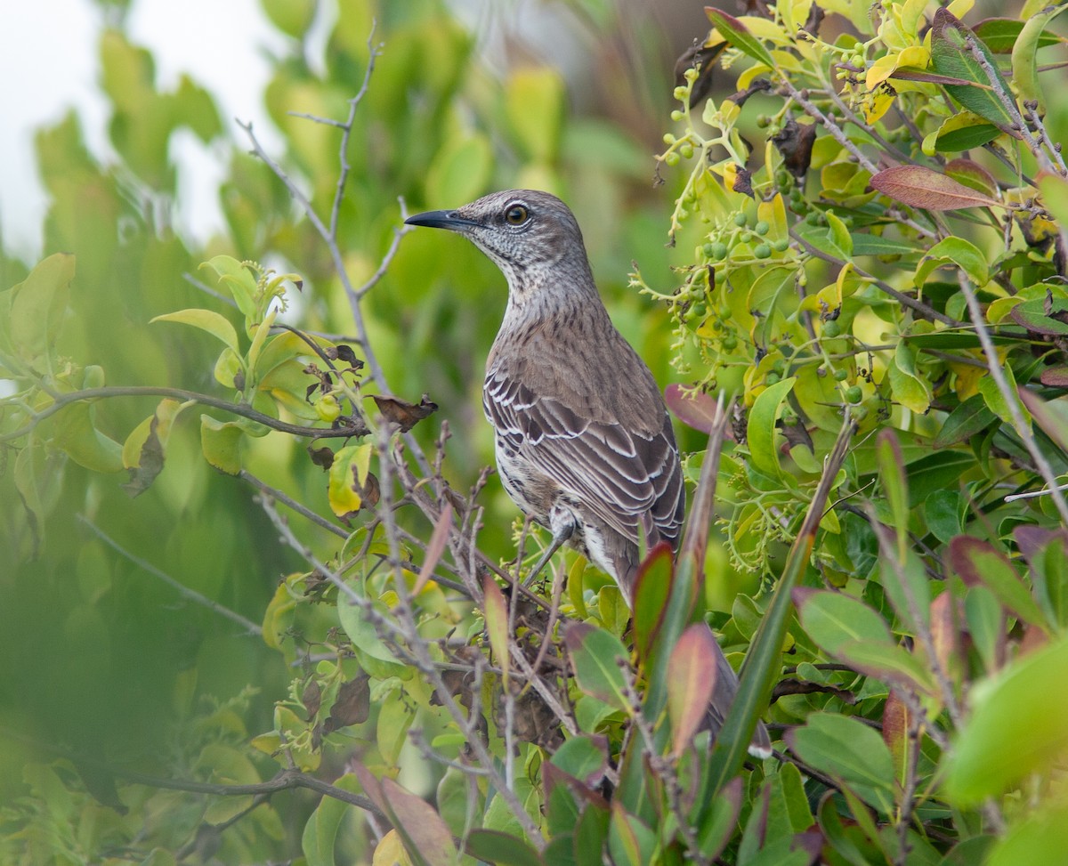 Bahama Mockingbird - ML637817574