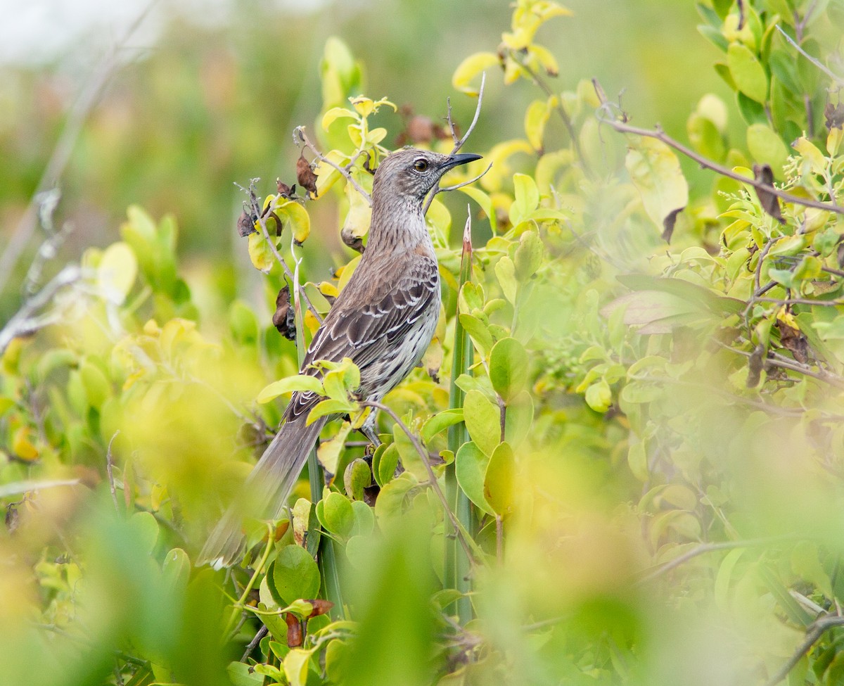 Bahama Mockingbird - ML637817577
