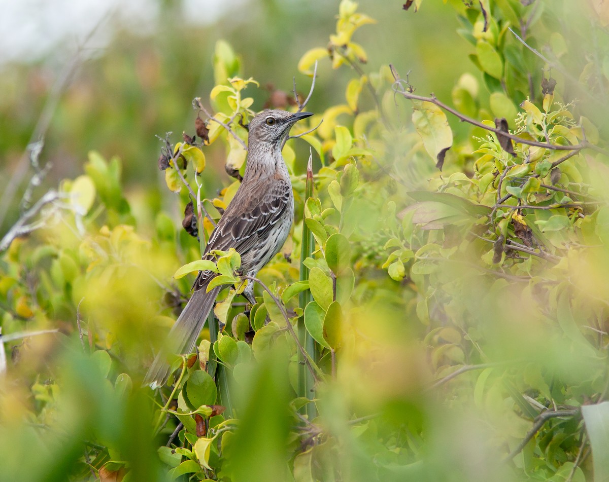 Bahama Mockingbird - ML637817580