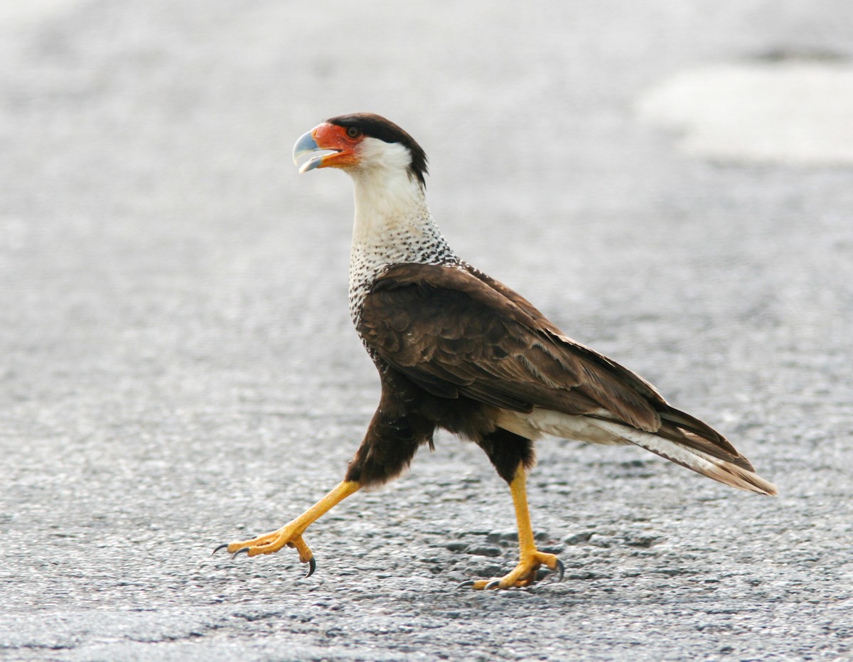 Crested Caracara (Northern) - ML637817585
