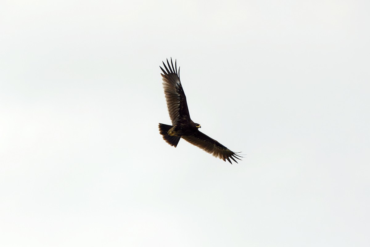 Greater Spotted Eagle - ML637817631