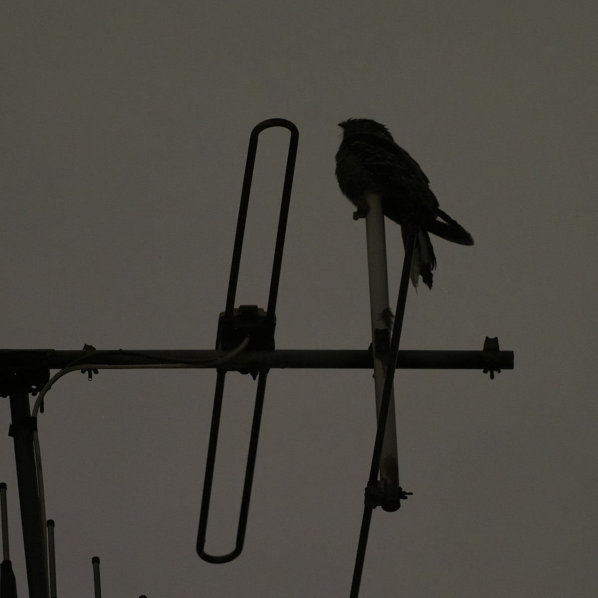 Large-tailed Nightjar - ML637817652