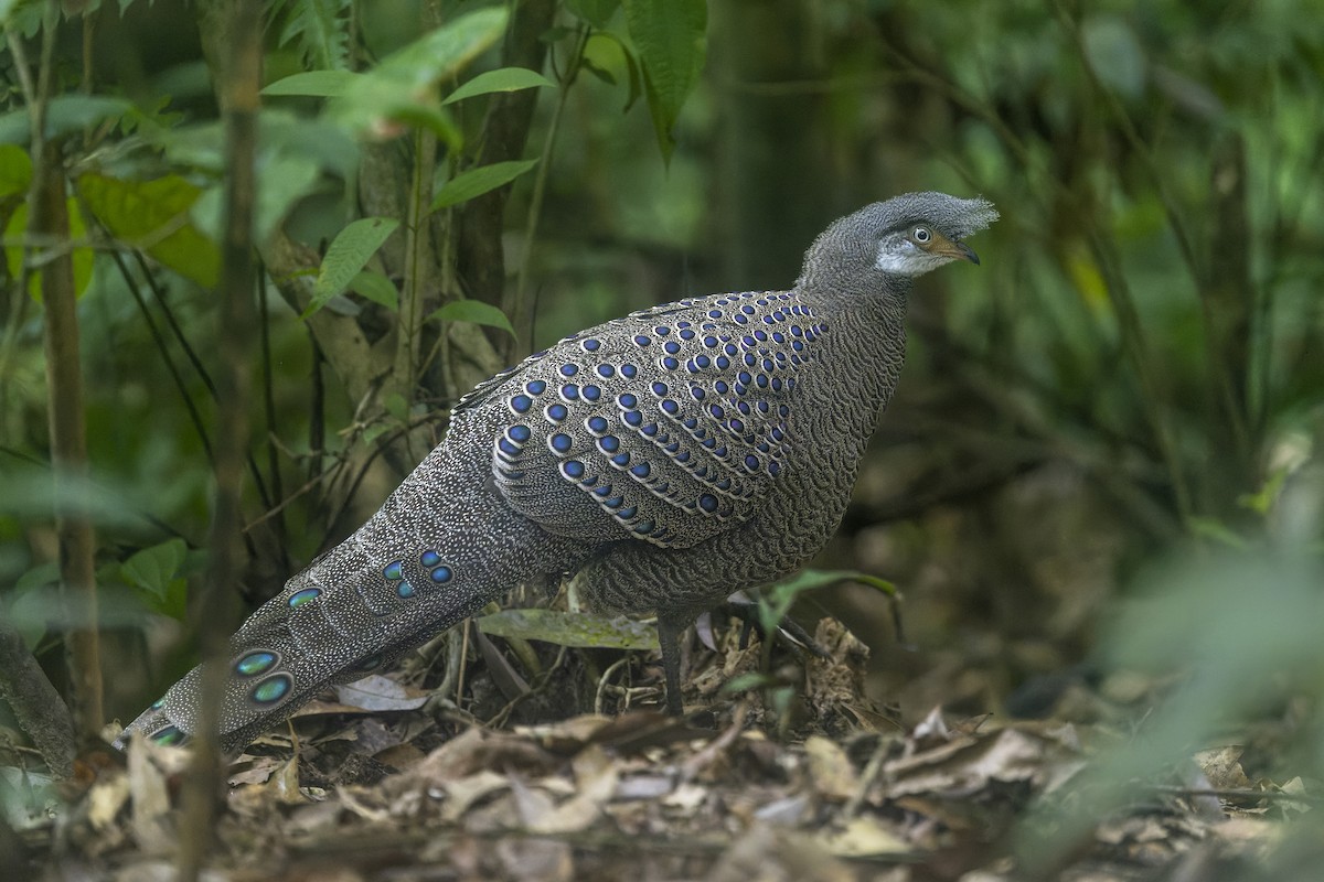 Gray Peacock-Pheasant - ML637817656