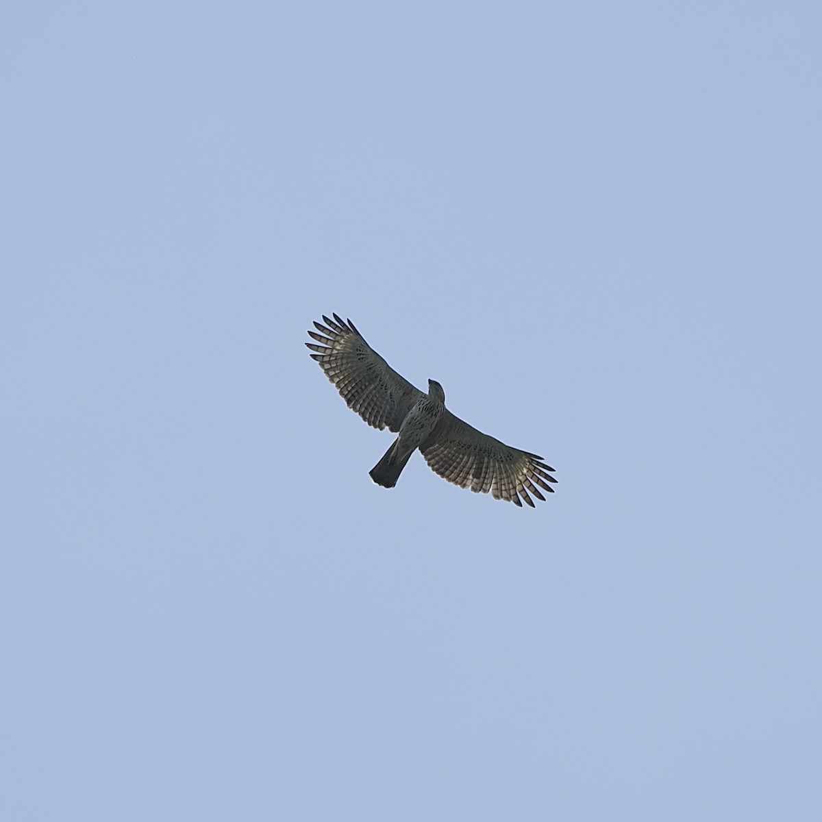 Aigle huppé - ML637817662