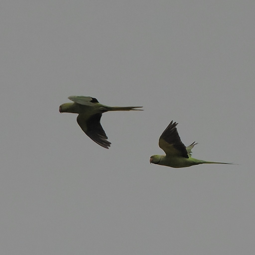 Rose-ringed Parakeet - ML637817665