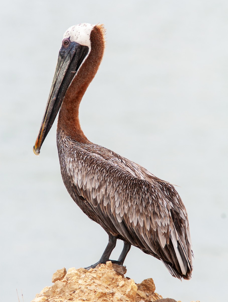 Brown Pelican (Southern) - ML637817710