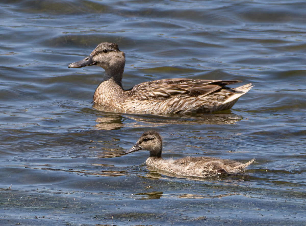 Mallard - ML637817730