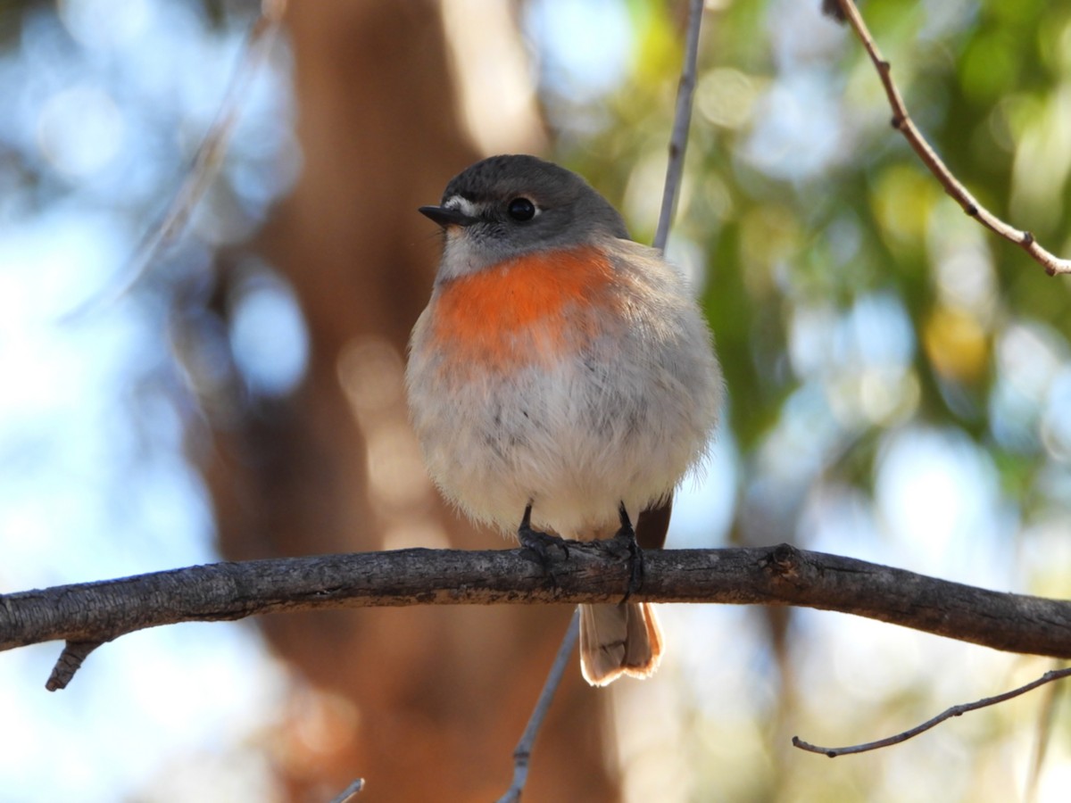 Scarlet Robin - ML637817757