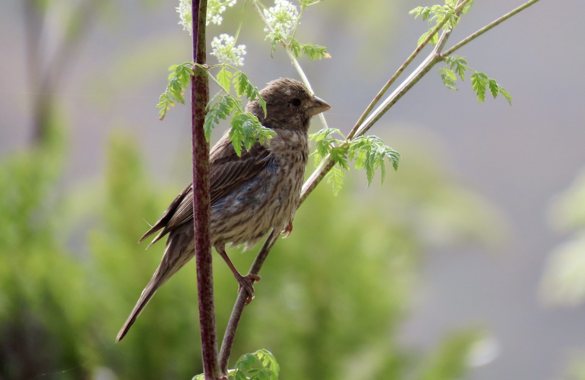 House Finch - ML637817780