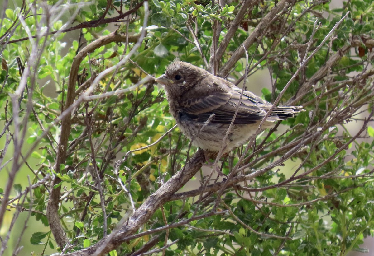 House Finch - ML637817781