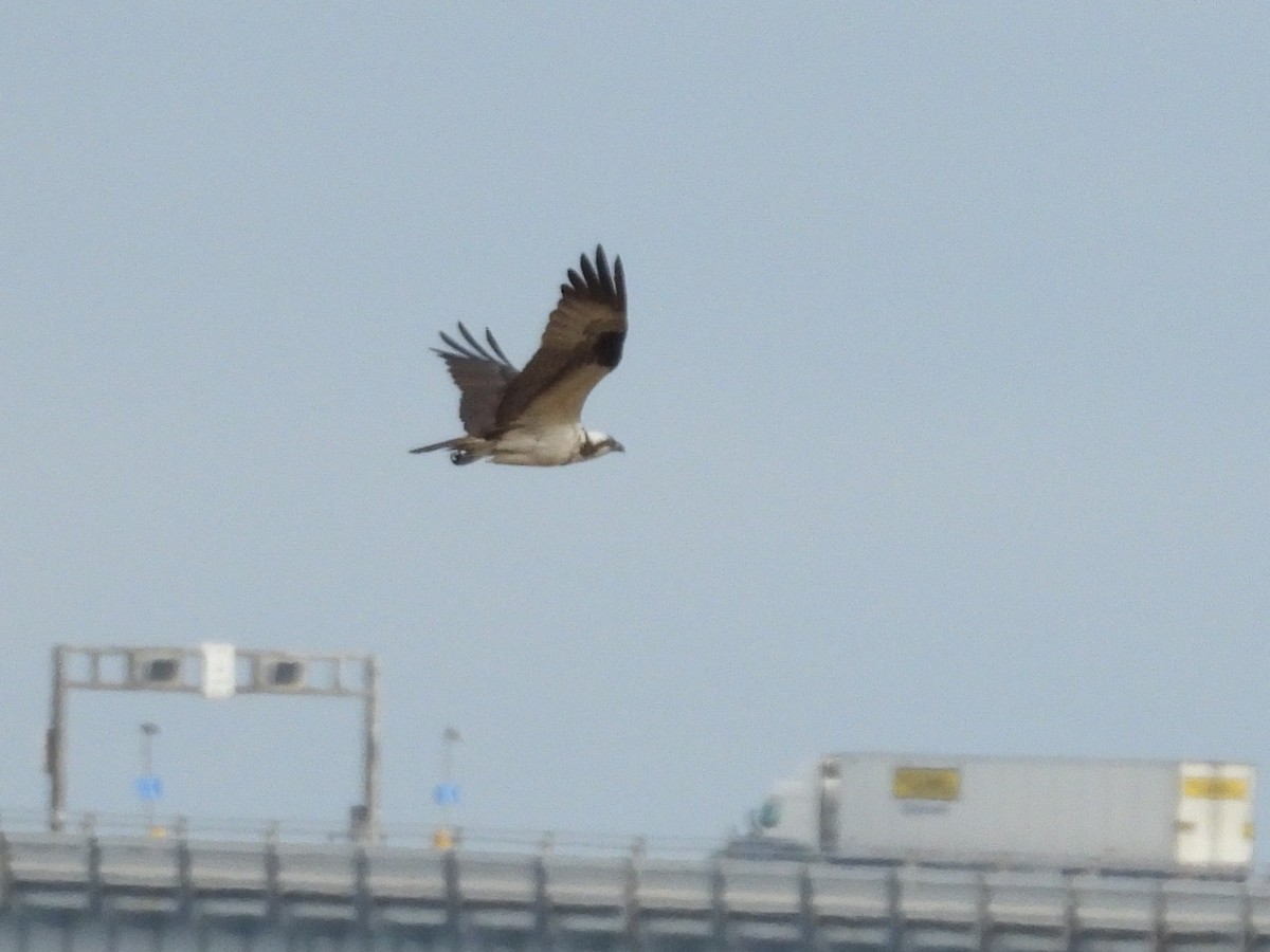 Osprey - ML637817802
