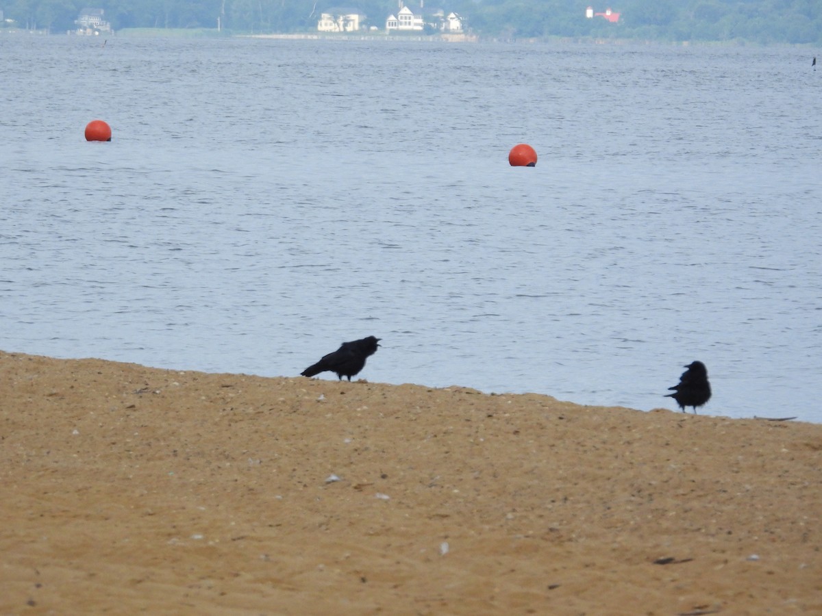 Fish Crow - ML637817805