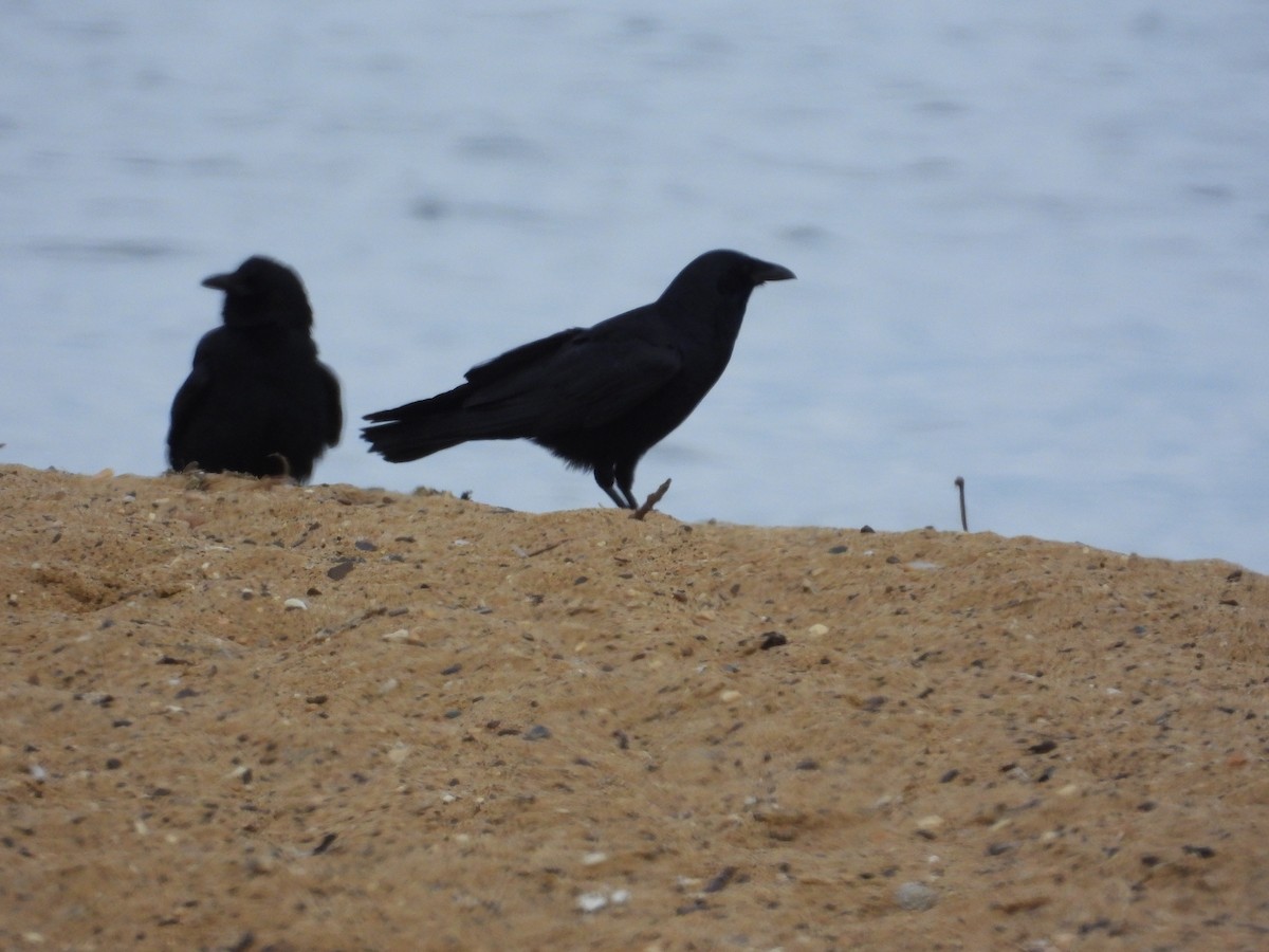 Fish Crow - ML637817806