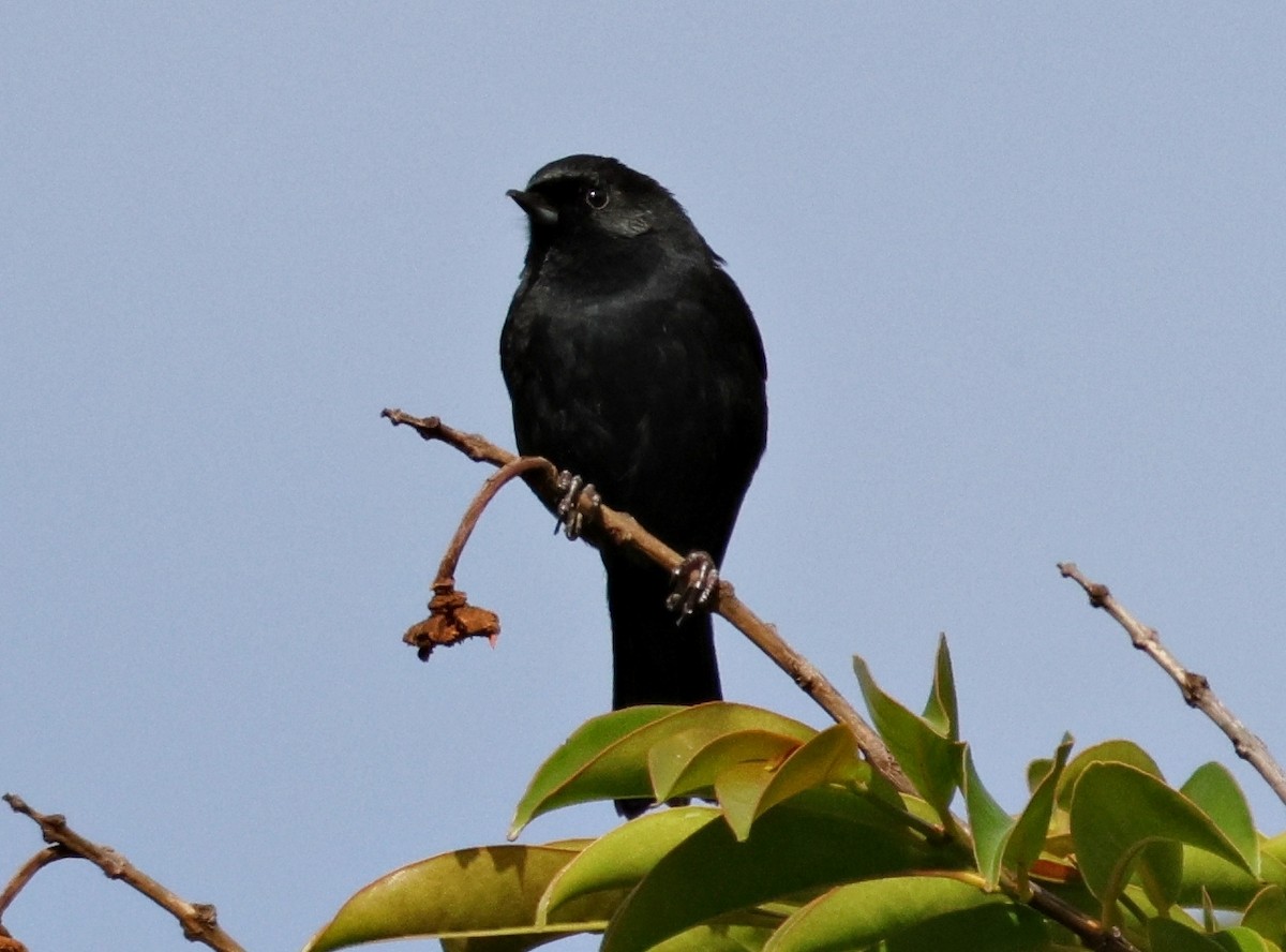 Black Flowerpiercer - ML637817817
