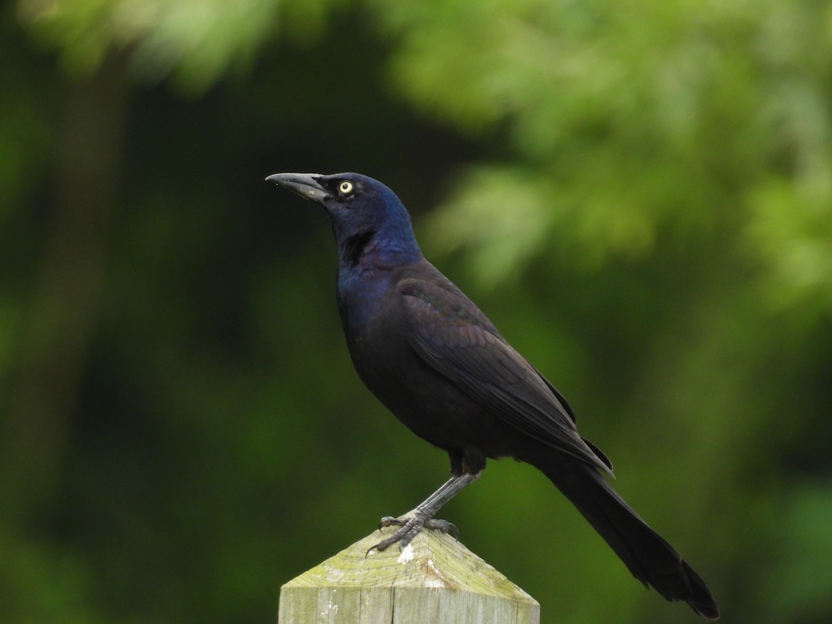 Common Grackle - ML637817830