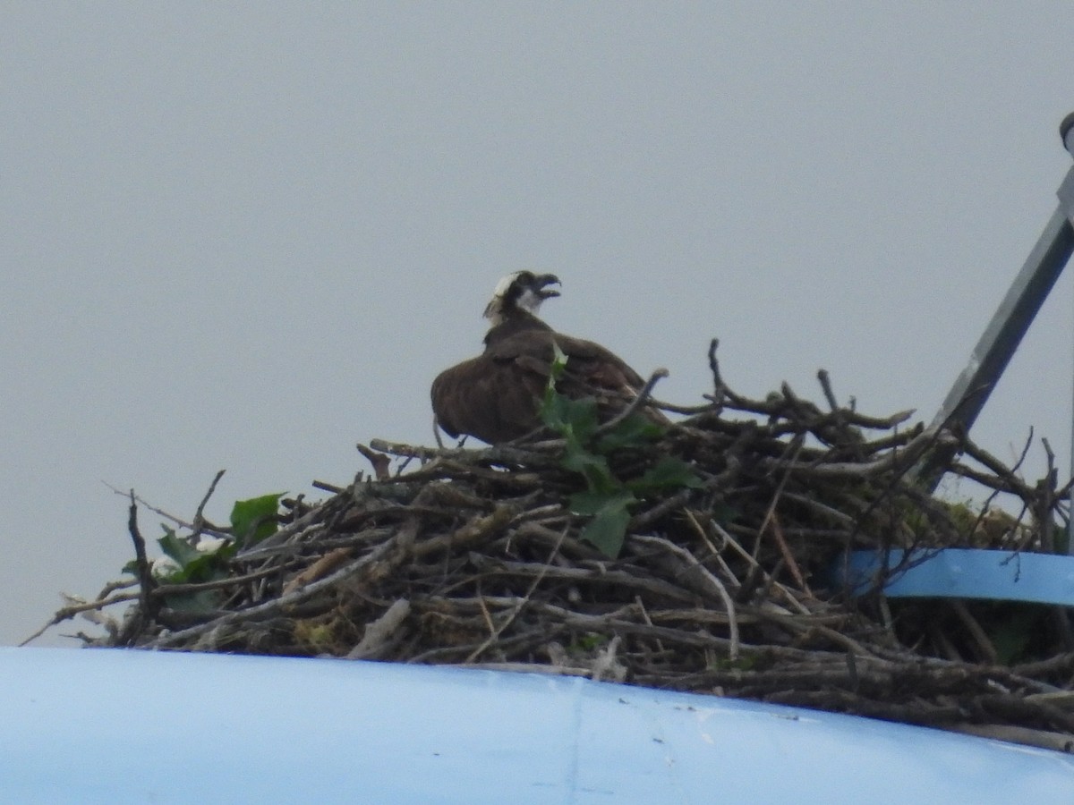 Osprey - ML637817851