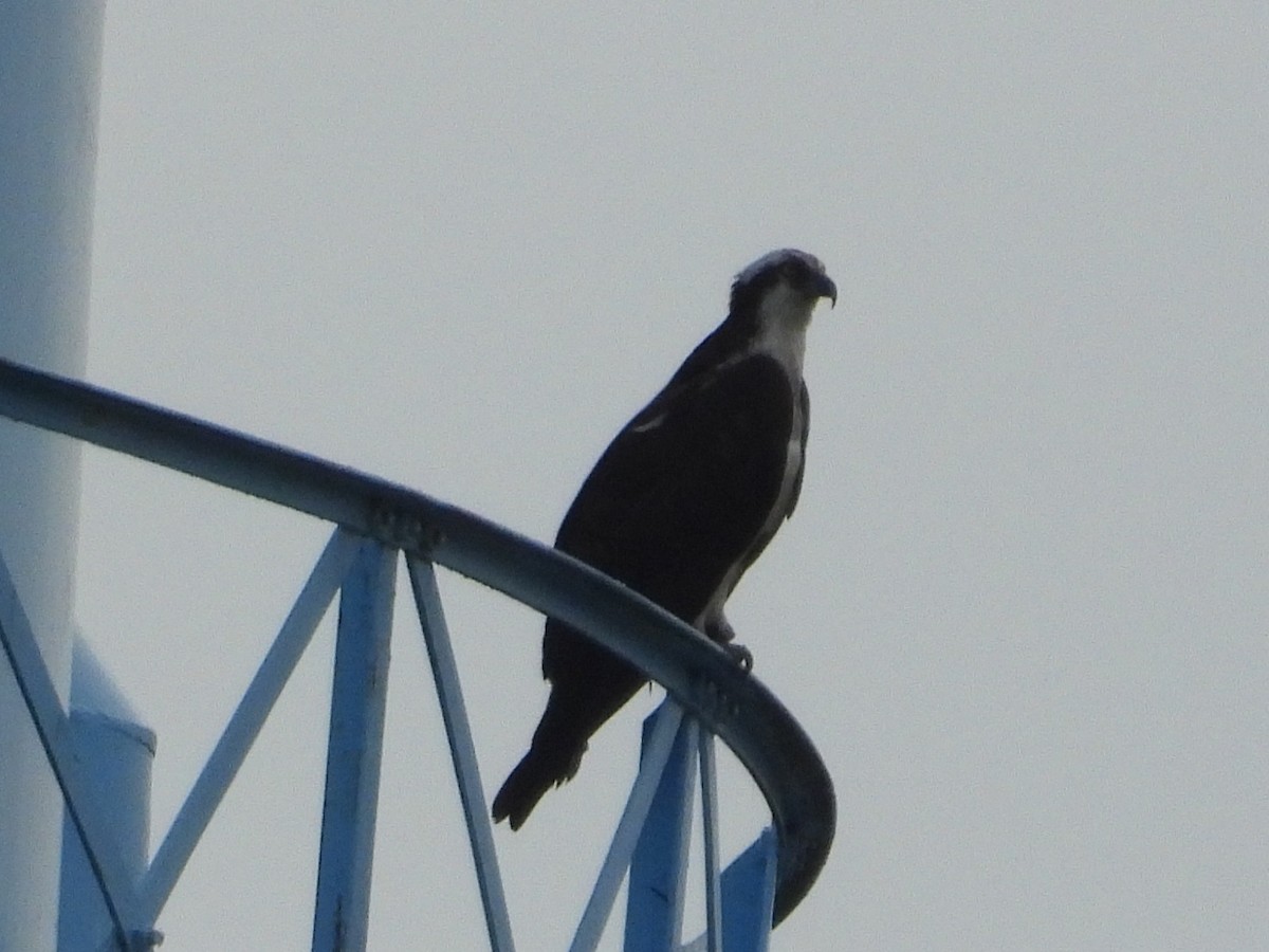 Osprey - ML637817852