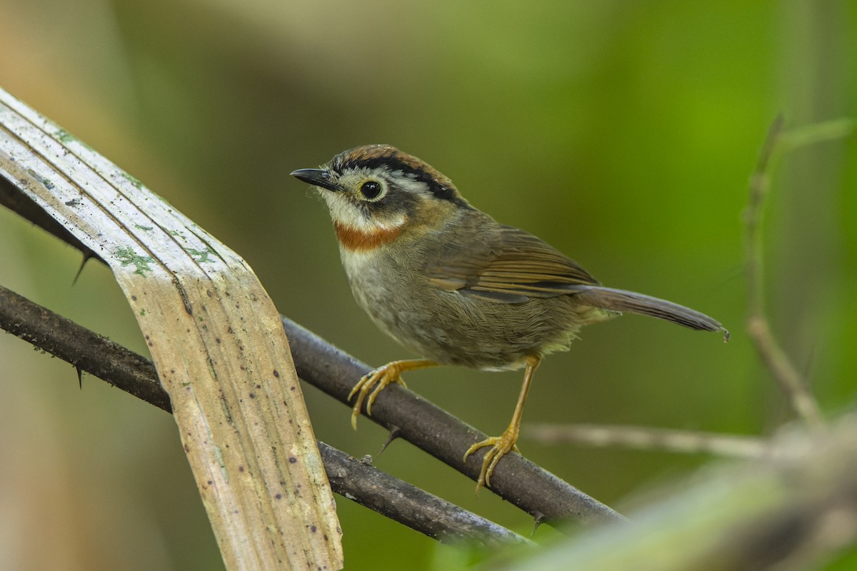 Rufous-throated Fulvetta - ML637817866
