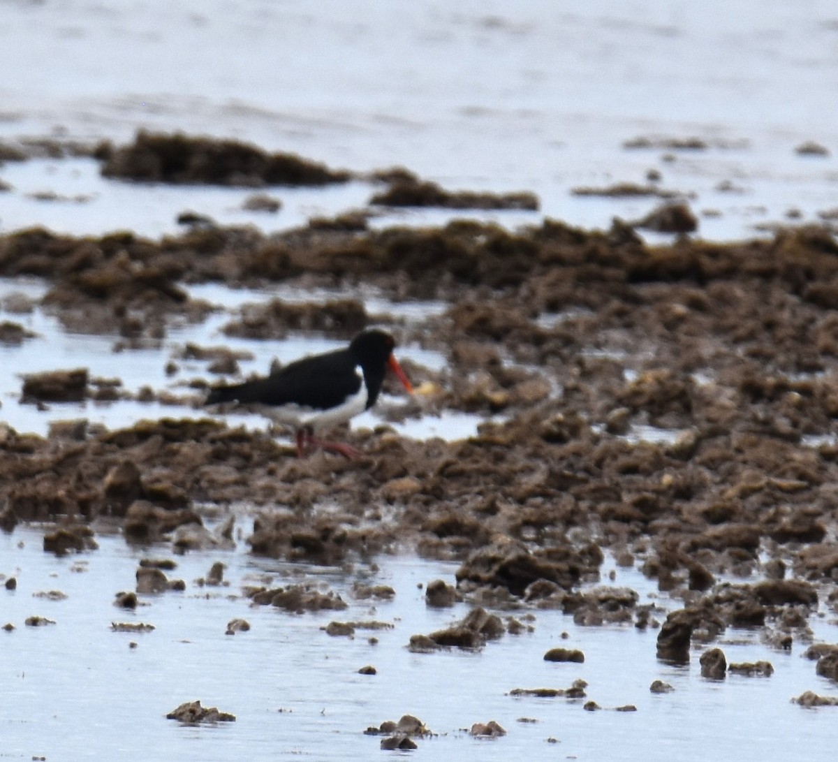 Pied Oystercatcher - ML637817879