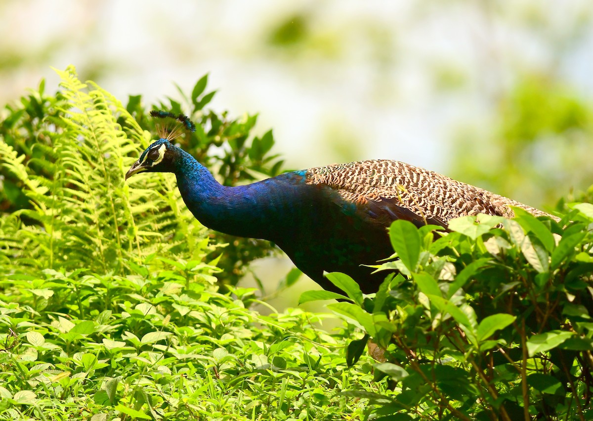 Indian Peafowl - ML637817911
