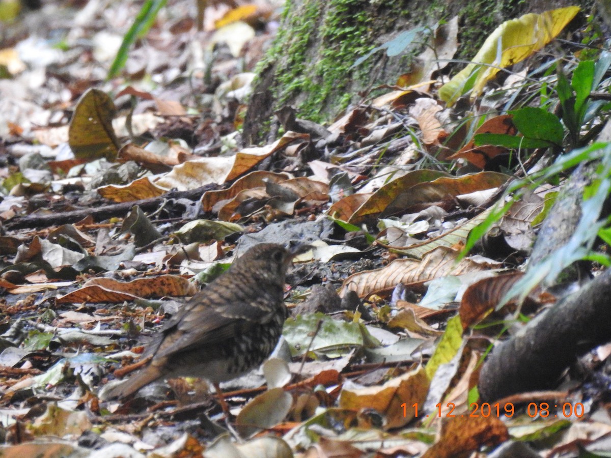 Russet-tailed Thrush - ML637817923
